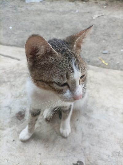 The image presents a domestic short-haired cat, positioned on a light gray concrete surface, in what is identified as Pasir Muncang, Indonesia. The cat displays a tabby-and-white coat pattern, featuring brown and dark gray stripes on its head, back, and legs, contrasted by white fur on its face, chest, and paws. It has a pink nose and visible white whiskers. Its eyes are partially closed, and its head is angled downwards and slightly right, suggesting a lowered gaze. A dark collar is discernible around its neck. The animal is in a seated or crouched position. The background consists of the out-of-focus concrete, with sparse, unidentifiable debris, including a small yellow object in the upper right. The lighting is natural and uniform, typical of an outdoor daytime environment.