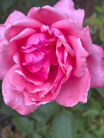 A close-up, high-angle shot captures a delicate pink rose in full bloom. The rose's petals are layered and ruffled, with soft folds and a velvety texture. The outer petals are a lighter shade of pink, while the inner petals deepen to a vibrant fuchsia. Some of the inner petals show hints of wilting or browning at the edges, adding a touch of natural imperfection. The background is softly blurred, consisting of lush green leaves and a hint of darker foliage, suggesting an outdoor setting, likely in a garden. The lighting appears soft and natural, possibly indicating daytime. There are no people or text visible in the image. The overall impression is one of natural beauty and gentle decay.