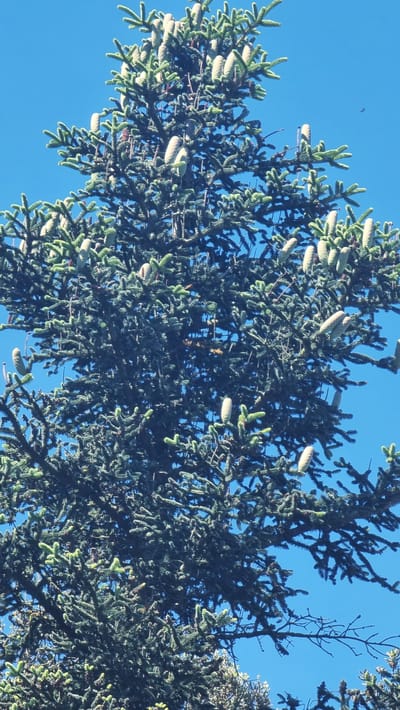 The image shows a close-up view of a fir tree against a clear blue sky. The tree is dense with dark green needles and has numerous light-colored cones hanging from its branches. Some cones are small and immature, while others are larger and more developed. The lighting suggests it is daytime, possibly morning or afternoon, with the sun illuminating the cones from above. There is no indication of human presence or any specific landmarks that would place it in Castellfollit de la Roca, Spain. The image is a straightforward, unaltered photograph of a conifer tree.