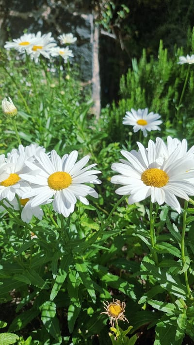 A close-up, outdoor, vertical shot displays a cluster of white daisies with yellow centers, in sharp focus in the foreground. The daisies are surrounded by lush green foliage. In the background, a blurred stone wall and dense green vegetation are visible. The scene is bathed in natural sunlight, creating strong shadows. A single, dried daisy with a brown, wilted center is visible at the bottom right of the frame. There are no people or animals present. The specific location is the town of Castellfollit de la Roca, Spain.