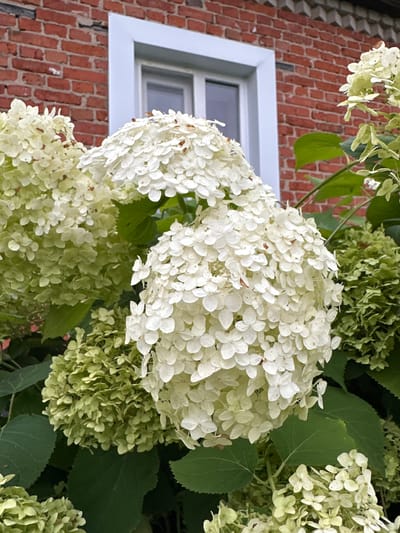 The image shows a close-up view of white hydrangea flowers blooming in front of a red brick building with a white-trimmed window. The hydrangeas are in various stages of bloom, with some clusters appearing white and fully open, while others are still a light green and more compact. The brickwork is visible in the upper part of the image, showing a textured pattern of reddish-brown bricks. The window frame is white and appears to be a double-paned window. The overall scene suggests a garden setting adjacent to a residential or historical building. The location is identified as Верхнее Казачье, Russia. There are no people or animals visible in the image. The focus is on the floral arrangement and the architectural background.