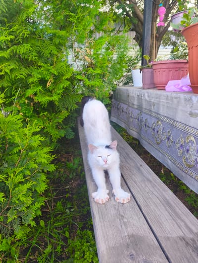 A white cat with black markings on its head and back is stretching on a wooden bench outdoors. The cat's eyes are closed and its paws are extended forward. The bench is located in front of a table covered with a patterned cloth. Behind the bench, there is lush green foliage. In the background, there are potted plants and a fence. The scene is outdoors, likely in a yard or garden area. The image appears to have been taken during the daytime, with natural light illuminating the scene. The cat's posture suggests it is a moment of relaxation and stretching.