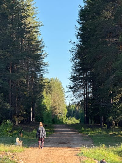 An overhead photograph depicts a person walking away from the camera on a dirt path, accompanied by two dogs, in a wooded area located in Ust'-Silayka, Russia. The individual, positioned centrally in the mid-ground, wears a dark plaid long-sleeved shirt, patterned pajama-style pants with red and black designs, and light-colored footwear. Their light-colored hair is pulled back. A light-furred dog, possibly a husky, with tan and white markings, is on a dark leash held by the person, positioned to the person's immediate left in the left mid-ground. A second, darker-furred dog is further back on the left, standing in the grass adjacent to the path.

The dirt path, showing tire tracks, extends from the foreground into the background, flanked on both sides by dense stands of tall coniferous trees with dark green foliage and brown trunks. The trees on the left cast long shadows across the path and the grassy verge. Beyond the immediate tree line, lighter green deciduous or younger coniferous trees are visible in the distance. The sky above the receding path is clear and bright blue. The ground bordering the path consists of green grass and various small plants. The scene is brightly illuminated by sunlight, suggesting daytime conditions.