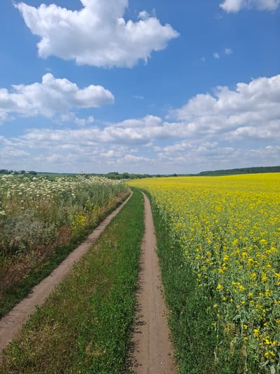 The image depicts a rural landscape under a blue sky with white clouds. A dirt path curves through the scene, separating a field of white wildflowers on the left from a vast field of yellow flowers, likely rapeseed, on the right. In the distance, a line of trees marks the horizon. The location is identified as Treshchevka, Russia. There are no people or animals visible in the image. The environment is a sunny day in a natural setting with agricultural fields.