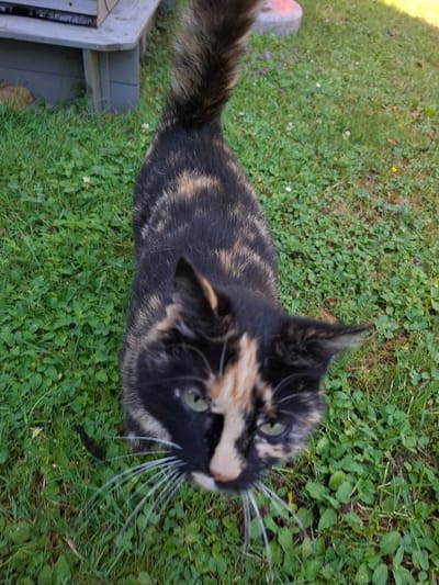A calico cat with black, orange, and cream patches is standing on a patch of green grass and clover. The cat's tail is bushy and rises up behind it. The cat is looking down towards the camera, and its green eyes are visible. The cat's whiskers are long and white. In the background, there is a wooden deck or porch with a grey railing. The area appears to be an outdoor residential setting. There are small white and purple flowers scattered in the grass. The image was taken in Klettgau, Germany.