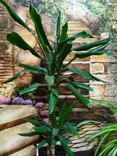 A tall, leafy green plant with elongated leaves stands in the center of the frame, planted in a white pot. The plant's stem is thick and appears to be segmented, with multiple stalks. In the lower left corner, a section of what looks like a large, textured stone or concrete structure is visible, with pink and purple flowers growing around it. To the right of the main plant, another plant with thin, striped green leaves is partially visible. The background features a mural or wallpaper depicting an outdoor scene with an old stone wall, steps, and lush greenery. The lighting suggests an indoor setting, possibly a home or office. There are no people or animals present in the image. The scene is static and does not depict any action. The city of Kotovsk, Russia is not discernible from the provided image.