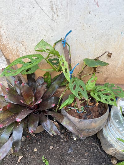Two potted plants are positioned against a weathered, light-colored wall in Karangkebagusan, Indonesia. The plant on the left is a bromeliad with dark, reddish-purple leaves that are speckled with green. To the right of the bromeliad is a Monstera adansonii, characterized by its green leaves with natural holes. This plant is supported by a wooden stick tied with blue plastic string and is housed in a clear plastic planter that appears to be a repurposed container. Adjacent to this planter is another, larger light blue plastic planter. The ground surrounding the plants is covered in dark soil, small stones, and some dried leaves. The wall behind the plants shows signs of age and weathering, with some red marks suggesting graffiti or markings.