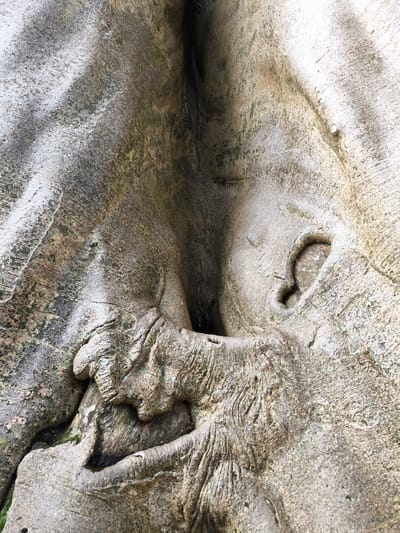 The image shows a close-up view of a tree trunk, likely located in the city of Tua, Indonesia, based on the prompt. The trunk has a complex texture with patterns, indentations, and holes. A large opening or crevice runs vertically down the center of the frame. To the right of this opening, there is a smaller, heart-shaped hole in the trunk. The surface of the tree appears weathered and has variations in color, with shades of gray, brown, and hints of green, suggesting the presence of moss or algae. The tree's surface is rough with varied linear patterns. The lighting is relatively even, providing details of the bark's surface texture.