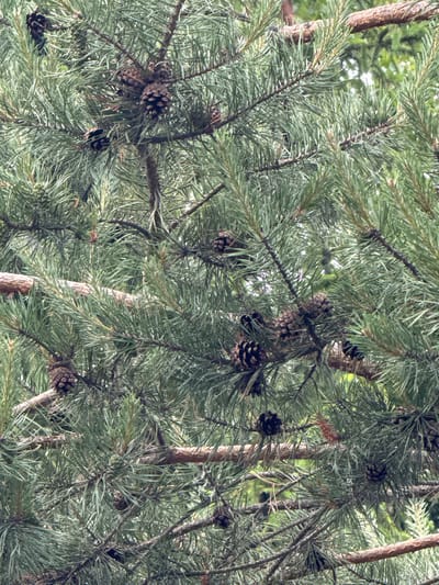 The image is a close-up, eye-level, outdoor, full-shot photograph of a pine tree branch with numerous pine cones and green needles. The branches are brown and rough-textured, with a dense covering of long, thin, green pine needles. Several pine cones of various sizes are visible, some fully developed and dark brown, others smaller and lighter brown. The background consists of blurred green foliage and glimpses of bright sky. The scene is located in Kommolovo, Russia, and shows a natural environment. No people or animals are present in the image.