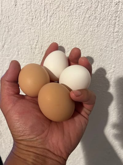 A hand is holding four eggs against a textured white wall. Two of the eggs are light brown, and two are white. The hand is in the process of gripping the eggs, with fingers curved around them. The background wall has a rough, stucco-like texture and is casting a shadow from the hand and eggs. The image is a close-up shot, focusing on the hand and eggs. There is no visible indication of the location in Ravna Gora, Bulgaria.
