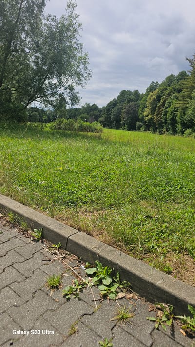 The image shows a grassy area next to a paved walkway in Schleiz, Germany. The walkway is made of interlocking gray pavers and has a concrete curb. Weeds are growing in the cracks of the pavers and along the curb. Behind the curb is a large expanse of tall, green grass with some wildflowers and dry vegetation mixed in. In the background, a dense line of trees forms a natural boundary. The sky above is cloudy with patches of blue peeking through. The scene appears to be an outdoor public space, possibly a park or the edge of a residential area. There are no people or animals visible in the image. The lighting suggests it is daytime.