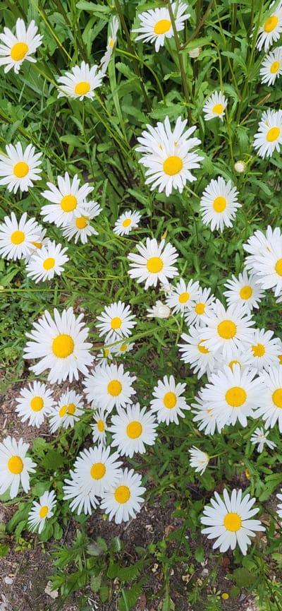 This media file is a close-up, overhead shot of a field of white daisies with yellow centers, interspersed with green foliage and some dark soil. The scene appears to be outdoors, likely in a natural setting. The daisies are the primary subjects, with many of them in full bloom, their white petals radiating outwards from the central yellow disks. Some daisies are fully visible, while others are partially obscured by leaves or other flowers. The arrangement of the flowers suggests a natural, uncultivated growth pattern.
There are no people or animals visible in the image. The activity taking place is simply the presence of the flowers in their natural environment.
Notable details include the vibrant white of the petals against the green leaves, creating a cheerful and bright impression. The sunlight seems to be illuminating the flowers, suggesting it is daytime, possibly mid-morning or afternoon, given the general brightness. The presence of soil and wild greenery hints at a rural or park-like location. No specific time of day or weather conditions can be definitively determined beyond it being daylight. The overall mood conveyed is one of natural beauty and tranquility.
There is no visible text in the image. The location context of Slavyanka, Russia, implies a temperate climate where such wildflowers would be common during blooming season.