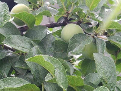 The image shows unripe green plums on a tree branch, surrounded by lush green leaves. The leaves and plums are wet, suggesting it has recently rained or the tree has been watered. The background is blurred, but appears to be an outdoor setting. The image is focused on the fruit and foliage. There are no people visible in the image. The location is the city of Kyzyl Suu, Kyrgyzstan.