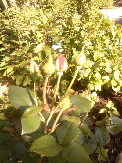 A close-up shot showcases a cluster of rose buds in various stages of development. The buds are predominantly a pale green, with hints of pink peeking through at the tips of some. They are supported by slender, green stems, some of which exhibit small, red thorns. Lush, green rose leaves, some with serrated edges, surround the buds. The background is filled with a dense arrangement of foliage, primarily light green leaves, suggesting a garden setting. The sunlight casts distinct shadows, indicating it is daytime, likely morning or late afternoon due to the warm, golden hue of the light. The soil beneath the plants is visible and dark, further reinforcing the garden environment. The overall mood is one of natural beauty and growth. No people, text, or specific events are depicted. The location context is Первомайская, Russia.