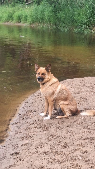 A medium-sized dog, with light brown and tan fur, sits on a sandy shore next to a body of water. The dog is facing the left of the frame with its head turned slightly to the right. Its ears are perked up, and it has a dark nose and eyes. The dog's front paws are white, and it is wearing a dark collar. The water is calm and reflects the greenery on the opposite bank, which consists of tall reeds and trees. The sandy shore has some scattered debris and appears to be a natural environment. The scene suggests a peaceful moment by the water, likely in a rural or park-like setting within Vālodzes, Latvia.