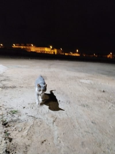 This nighttime image features a grey and white cat walking on an unpaved surface in Lo Ferro, Spain. The cat is the primary subject, positioned in the lower-left to mid-frame, facing directly towards the viewer with an alert gaze. Its fur is a mix of grey on its back and head, with white markings on its muzzle, chest, and paws.
A notable detail is the dark object the cat is carrying in its mouth, which casts a large, distinct shadow on the ground to its right. The shadow appears somewhat bird-like in shape, suggesting the cat has successfully hunted and is carrying its prey.
The setting is outdoors, likely on a dirt path or sandy area, indicated by the textured, light-colored ground. The time of day is clearly night, with the upper portion of the image showing a dark, starless sky. In the distant background, a series of low-lying buildings or structures are visible, silhouetted against the dark horizon and illuminated by several warm-toned artificial lights. These lights are blurry and suggest a distant urban or semi-urban environment. The overall lighting is dim, highlighting the cat and its immediate surroundings more clearly than the background. No text is visible in the image.