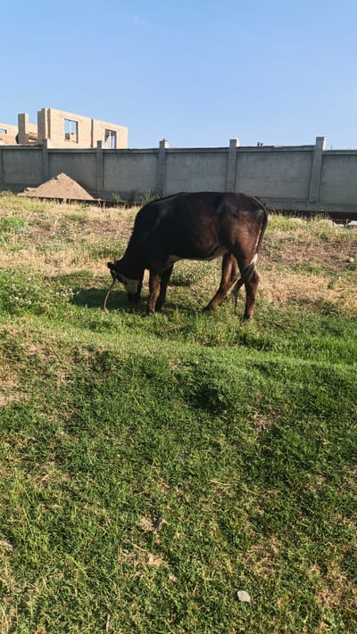 A young, dark-brown cow with a white marking on its face grazes in a grassy field. The cow is tethered by a rope. In the background, a low concrete wall with pillars runs horizontally across the scene, with an unfinished brick building under construction behind it. The sky is clear and blue. The location is likely a rural or semi-rural area within or near the city of Нуъмон Розиқ, Tajikistan, given the construction activity and presence of livestock.