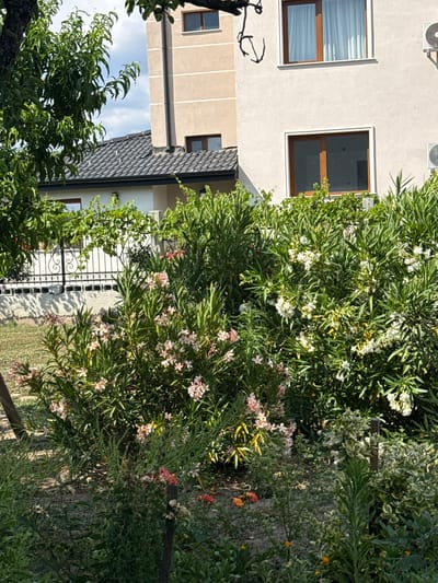 The image shows a residential area in Dragor, Bulgaria, featuring a modern house with light beige walls and dark-trimmed windows. The house has multiple stories, with visible air conditioning units attached to the exterior. In front of the house, lush green foliage and flowering bushes dominate the foreground. There are pink and white oleander flowers in bloom, creating a vibrant contrast with the green leaves. A black wrought-iron fence with a decorative pattern separates the garden area from a pathway or yard. Behind the fence, a tiled roof of another building is partially visible, suggesting a neighboring property or a different section of the same complex. The overall scene depicts a well-maintained garden with a backdrop of residential architecture.