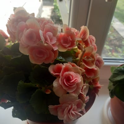 A close-up, eye-level shot captures a cluster of pink and peach-hued begonia flowers in a pot. The flowers are lush and full, with many layered petals. Dark green, textured leaves are visible beneath the blooms. The pot, a reddish-brown hue, sits on a windowsill. Through the window, a blurred background suggests an outdoor scene with green foliage and a pathway, hinting at a residential area in Cepeleuți, Moldova. The lighting is soft, likely natural daylight, creating a gentle glow on the petals. Another potted plant, partially visible on the right, is also present on the sill.