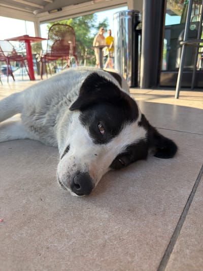 The media file shows a close-up, vertically oriented shot of a black and white dog lying on a textured, tan-colored surface, possibly a tiled floor or patio. The dog is resting its head and body on the surface, appearing relaxed or sleepy. Its eyes are partially closed, with one visible eye showing a warm brown iris. The dog's fur is predominantly white with distinct black markings on its head and ears.
In the background, out of focus, are elements suggesting an outdoor seating area. There are glimpses of red metal chairs, typical of outdoor cafes or restaurants. A reflective cylindrical object, possibly a metal railing or a dispenser, is also visible. Further in the background, through what appears to be glass or a screen, trees and a bright sky suggest it is daytime with sunny weather. There are also blurred shapes of people in the distance, one wearing a yellow top.
The lighting indicates it is daytime, with shadows suggesting sunlight. The overall mood is peaceful and casual. The location context provided, "Δημοτική Ενότητα Προμαχώνος, Greece," places the scene in Greece. No visible text is present in the media file.