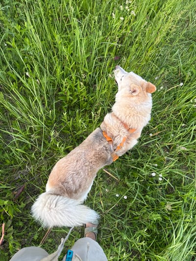 The image depicts a fluffy, tan and white dog wearing an orange harness, sniffing a small cluster of white flowers in a grassy field. The dog is positioned in the center of the frame, facing upwards and to the right. Its tail is held high and bushy. In the lower part of the frame, a person's legs and feet are visible, wearing light-colored pants and sandals. The environment is a lush, green field with tall grass and scattered small white flowers. The scene appears to be outdoors, in a natural setting. No specific landmarks or features identifiable as being in the city of Kamysh, Russia are present in the image.
