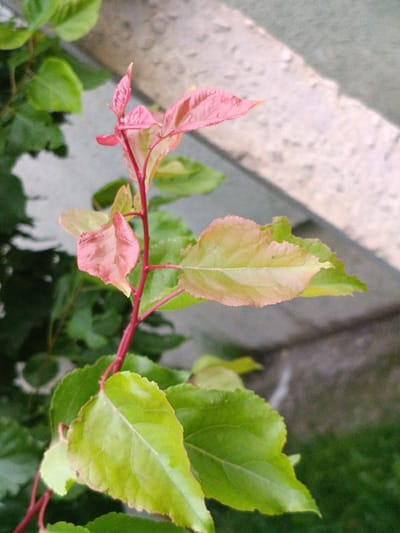 A close-up, upward-angled shot captures a branch of an apricot sapling in Martuni, Armenia, featuring several young leaves. The topmost leaves are a vibrant pink, transitioning to lighter pink and pale green as they move down the stem. The leaves exhibit serrated edges and prominent veins. The branch itself is a deep reddish-pink. The background is softly blurred, showing a patch of green grass in the lower right corner and a textured, light-colored wall or concrete surface behind it, suggesting an outdoor setting in a yard or garden. The lighting appears natural, and the focus is sharp on the plant.