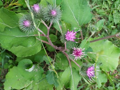 A close-up, eye-level shot captures a cluster of thistle-like purple flowers with green, spiky bracts against a backdrop of large, green leaves and blurred green foliage. The flowers exhibit a spiky texture with delicate pink and white petals extending outwards. The scene is set outdoors, with the flowers and leaves appearing natural and uncultivated, suggesting a natural environment. The image does not depict any people or human activity. The overall impression is one of wild flora in a verdant setting.