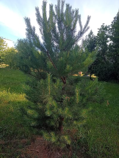 A young pine tree stands in a grassy area, with buildings and other trees in the background. The sky is bright blue with some wispy clouds. The ground around the tree is covered in green grass and some brown pine needles. A white building is visible in the distance to the left. The overall scene appears to be a park or residential area.