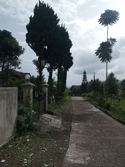 A concrete road stretches into the distance, flanked by lush greenery and tall, dark trees. A stone wall with an open metal gate stands to the left, hinting at a private property. The sky is overcast, casting a muted light. Peculiar trees with sparse foliage and tall trunks dot the landscape beyond the road, adding a unique visual element. In the background, a glimpse of a distant landscape suggests a hilly or mountainous region.
