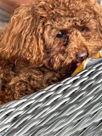 A brown poodle dog with curly fur is lying in a gray wicker basket. The dog's head is resting on a yellow and gray striped cloth. Its mouth is slightly open, and its pink tongue is visible. The background is blurred, showing what appears to be a person's arm and shoulder, also blurred. The image does not contain any information about the city of Bersenevka, Russia.