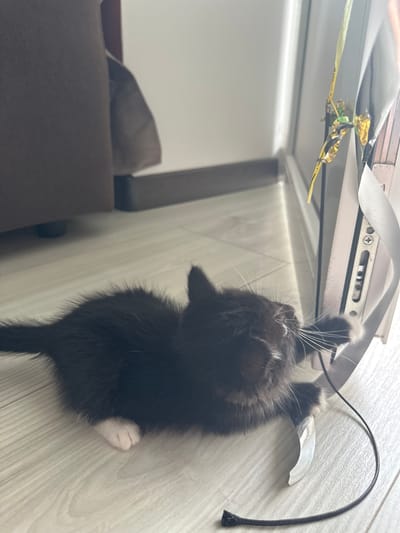 A black and white kitten is playing with a ribbon near a window. The kitten is lying on a light-colored wooden floor. A brown chair is visible in the background. The window has a white frame and a latch mechanism. The ribbon is white with gold and green accents. The kitten has white paws and a white chest. The scene appears to be indoors, possibly in a residential setting. The specific location in the city of Новое, Russia, is not discernible from the image.
