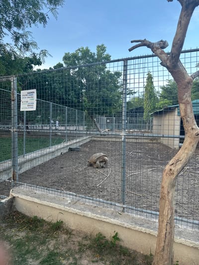 In the city of Batagarawa, Nigeria, within a zoo enclosure, a large tortoise is visible resting on the dry ground. The enclosure is surrounded by a metal fence, and a concrete barrier runs along the base of the fence. Beyond the enclosure, trees and a small building are discernible under a partly cloudy sky. A sign with text is attached to the fence. A dead tree trunk stands prominently in the foreground, partially obscuring the view of the enclosure.