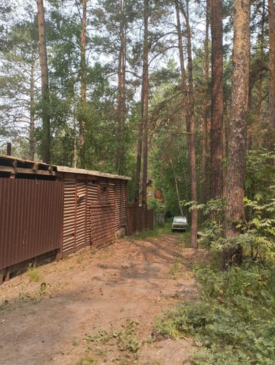 The image depicts a wooded area with a dirt path leading through it. On the left side of the path is a long, wooden structure, possibly a shed or outbuilding, with a corrugated metal front and a wooden slat side. The structure appears weathered. To the right of the path, tall pine trees dominate the scene, with dense green foliage in the background and lower vegetation along the path. A light-colored vehicle is parked on the right side of the path, further down. In the distance, partially obscured by trees, a red-roofed building is visible. The ground is covered with dirt, pine needles, and some scattered green plants. The overall impression is of a rural or semi-rural setting within a forest.
