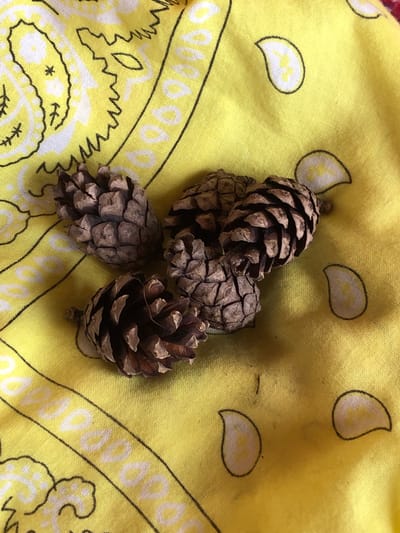 The image shows a close-up, overhead view of several pinecones scattered on a bright yellow bandana with a paisley pattern. The bandana has black outlines around the white paisley shapes. The pinecones are various shades of brown and appear dry and open. There is no indication of the city of Izdeshkovo, Russia, in the image or its context. The scene is static and focuses solely on the arrangement of the pinecones and the bandana.