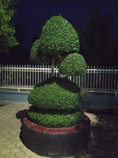 The image shows a sculpted evergreen tree at night. The tree is shaped into three rounded tiers, with the largest at the bottom and the smallest at the top. It is planted in a dark, textured planter with a red rim. The planter sits on a patterned stone surface. Behind the tree is a white metal fence with decorative circles and criss-cross patterns. Beyond the fence, dark foliage and trees are visible against a dark night sky. The lighting suggests artificial illumination, possibly from streetlights or property lights, casting shadows on the ground. There is no visible text. The scene appears to be an outdoor area, possibly a garden or a public space, in Meuse, Indonesia. The overall mood is serene and still, characteristic of a quiet night.