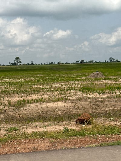 This image depicts a rural agricultural landscape in Kuka, Nigeria, under an overcast sky. The scene is dominated by a cultivated field, likely a rice paddy given the rows of young green plants alternating with patches of muddy earth. The field stretches into the distance, creating a sense of scale and the vastness of the agricultural activity.

In the foreground and midground, the texture of the soil is prominent, showing the work of cultivation with distinct furrows and ridges. There are a few small, brown mounds of earth or possibly vegetation scattered within the field. One such mound, closer to the viewer and on the right side of the frame, is covered in tangled, dried plant matter, appearing somewhat like a bird's nest or a small, dense bush.

A line of trees marks the horizon in the distance, suggesting the edge of the cultivated area or the boundary of the settlement. The sky is filled with diffused clouds, indicating a day with little direct sunlight, typical of a cloudy or overcast weather pattern, possibly hinting at the rainy season.

To the right edge of the image, a strip of rough, reddish-brown earth, possibly a dirt road or pathway, runs parallel to the field. The overall impression is one of agricultural labor and the natural environment of a rural Nigerian setting. There is no visible text in the image, and no people or specific activities are clearly depicted, focusing instead on the landscape and its features.
