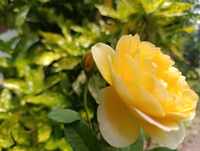 A close-up, low-angle shot showcases a vibrant yellow rose in full bloom. The rose's petals are layered and softly curved, with the edges appearing almost translucent where the light catches them. To the left of the main bloom, a single rosebud, still tightly closed, is visible, supported by a slender green stem. The rose and its bud are set against a backdrop of lush, out-of-focus green foliage. Small white speckles are visible on some of the green leaves in the foreground, possibly dew or dust. The lighting suggests an outdoor setting, possibly during daylight hours, with some areas of the background appearing brighter and dappled, indicating sunlight filtering through. There are no people or animals in the image. The overall scene conveys a sense of natural beauty and tranquility. The image was taken in Nikolichevtsi, Bulgaria.
