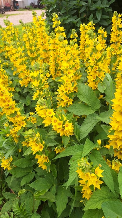 This image captures a vibrant close-up of a cluster of bright yellow flowers, likely Lysimachia punctata, also known as Dotted Loosestrife. The flowers are small, star-shaped, and grow in dense spikes along the stems. They are surrounded by lush, green, serrated leaves, creating a rich contrast of color. The foliage is dense, with some leaves overlapping others, creating a layered effect. In the background, a blurred element suggests a pathway or ground covered with light-colored gravel, with hints of what could be garden furniture or structures on the left side, suggesting an outdoor setting, possibly a garden or park. The lighting suggests it is daytime, with no harsh shadows visible, indicating possibly overcast conditions or indirect sunlight. There is no visible text in the image. The overall impression is one of abundant natural beauty and the lively bloom of summer flora.