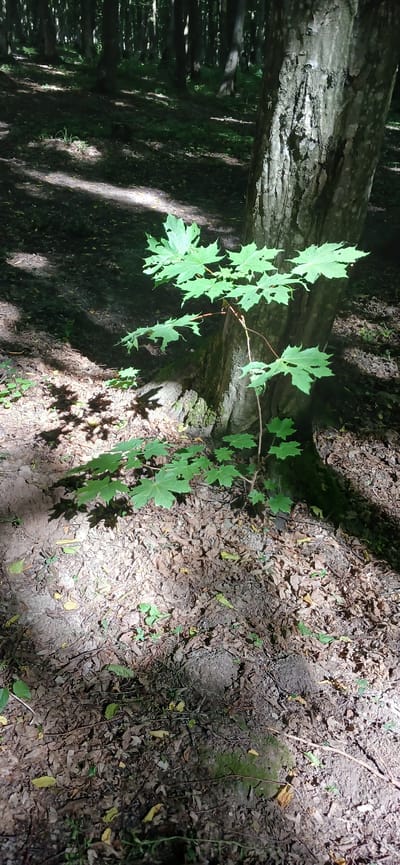 The image depicts a young maple tree with green leaves growing near the base of a larger, mature tree in a forest setting. The ground is covered with fallen leaves and some sparse greenery. Sunlight filters through the forest canopy, creating dappled shadows on the ground and the trees. The scene is tranquil and natural, with no people or animals visible. The image is consistent with a forest in or around Lisovi Hrynivtsi, Ukraine, known for its natural landscapes and wooded areas.