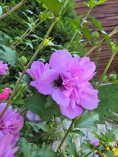 A close-up, high-angle outdoor shot features a large, vibrant pink hibiscus flower in full bloom. A bumblebee is visible on the flower's petals, partially obscured by its fuzzy body and wings. The flower is surrounded by green leaves, stems, and several unopened flower buds. In the background, a wooden fence runs horizontally, with a dense green hedge behind it. A patch of artificial turf is visible to the right of the fence. The scene is located in Indzhe Voyvoda, Bulgaria.