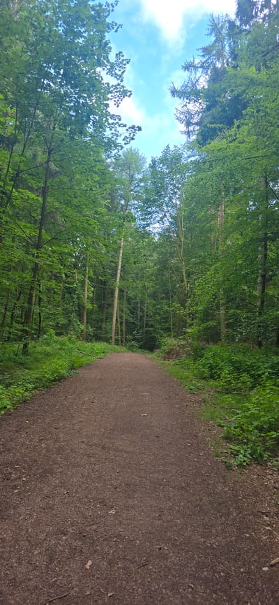 A dirt path winds through a lush green forest in Seevetal, Germany. The path, composed of brown soil and small stones, leads the viewer's eye towards a dense canopy of trees. Sunlight filters through the leaves, illuminating the scene with a soft, natural light. The trees, predominantly deciduous with some coniferous species visible, form a wall of green on either side of the path, with their branches reaching towards the sky. The ground adjacent to the path is covered in vibrant green undergrowth and fallen leaves. The sky, visible in patches above the treetops, is a clear blue with some wispy white clouds. There are no people or animals visible in the image.