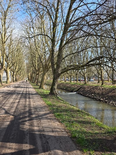 This image depicts a tree-lined avenue identified as Fasanerieallee, running alongside the Schwarzbach River in Zweibrücken, Germany. The scene is characterized by a long, paved pedestrian path on the left, under strong, direct sunlight that casts prominent, elongated shadows from the numerous bare deciduous trees onto its dark surface. Parallel to the path on the right is a narrow waterway, likely the Schwarzbach River, with its banks showing sparse green grass and patches of bare soil. A small weir or cascade creates a ripple in the water further down the river. The trees, devoid of leaves, line both sides of the path and the riverbank, their intricate branch patterns silhouetted against a clear blue sky. A single, distant, and indistinct human figure is observed walking away from the camera on the paved path. In the far background, beyond the opposite riverbank and its tree line, several parked vehicles are visible. The environment suggests conditions typical of late winter or early spring.