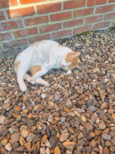 A ginger and white cat is lying on its back on a bed of small, rounded pebbles. The cat's eyes are closed, and its paws are crossed in front of its chest, suggesting it is asleep or resting comfortably in the sun. The cat's fur is mostly white with patches of ginger on its head, back, and tail.
To the left of the cat is a brick pathway, laid with red bricks. The bricks are weathered and have some green moss or algae growing in the mortar between them. The sunlight casts a warm glow on the bricks and the pebbles, indicating it is likely daytime, possibly late afternoon due to the low angle of the light. The overall scene is one of peaceful relaxation in an outdoor setting, possibly a garden or courtyard. There is no visible text in the image.