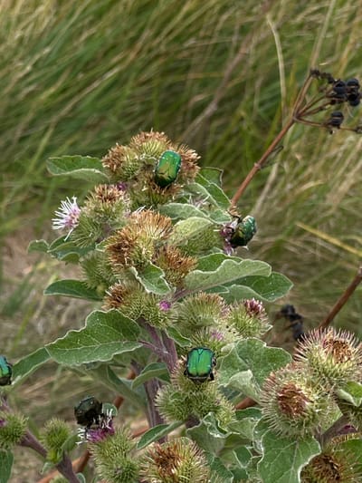 The image depicts a close-up view of a Burdock plant (Arctium species) situated in a natural, uncultivated area within West Lulworth, United Kingdom. The plant is characterized by numerous green, spiky burrs at various stages of development, with some exhibiting small, faded purple and white florets. Its broad, green leaves are also visible. Five metallic green beetles, identified as Rose Chafers (Cetonia aurata), are present on the plant, positioned on its burrs and leaves. Their action appears to be resting or feeding. The background consists of blurred tall green and brown grasses, with a distinct dry, dark plant stalk bearing seed pods visible in the upper right portion of the frame. No human subjects or artificial objects are discernible in the scene.