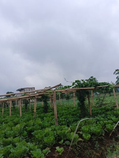 An agricultural field in Clacuc, Timor-Leste, is depicted under an overcast sky. The scene is dominated by dense rows of green, leafy vegetables, consistent with cabbage or lettuce plants, growing in dark soil across the foreground and mid-ground. A system of bamboo trellises, composed of vertical posts and horizontal crossbeams, is erected throughout the field, supporting climbing green vines. In the distant background, to the left, a light-colored, elevated building with a dark roof is partially visible, situated among distant trees. No individuals are present in the scene.