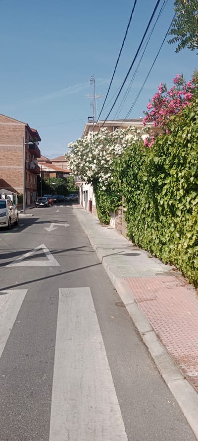 This is a vertical, medium shot of a residential street in Galapagar, Spain, on a sunny day. The street is paved, with a pedestrian crossing in the foreground. To the left, a multi-story brick building with balconies lines the street. Several cars are parked along the street and in driveways.

The right side of the street is dominated by a dense, vibrant green ivy-covered wall, adorned with clusters of bright pink and white flowers. A sidewalk with a checkered pattern runs alongside the ivy wall. Overhead, power lines stretch across the clear blue sky. A small white car is parked on the left side of the street, partially visible in the foreground. Road markings include a yield triangle and directional arrows. The scene suggests a quiet, residential neighborhood enjoying pleasant weather, likely in the late morning or early afternoon due to the strong sunlight and shadows.