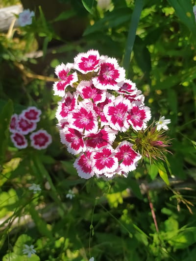 In a sun-dappled garden in Hoverla, Ukraine, a cluster of vibrant pink and white dianthus flowers dominates the foreground. Their ruffled petals, a deep magenta at the center fading to a crisp white edge, are sharply in focus. To the left, a smaller, out-of-focus group of the same flowers adds depth to the scene. The background is a soft blur of lush green foliage, with hints of other white wildflowers scattered among the leaves. A green stem, possibly a blade of grass or a slender leaf, runs vertically through the right side of the frame. The overall impression is one of a serene, natural setting bathed in the warm glow of sunlight.