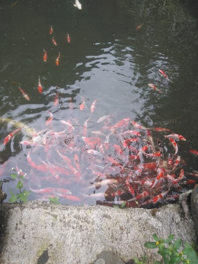This image depicts a concrete-edged pond or water feature populated by numerous Koi fish (Cyprinus rubrofuscus) in Ede, Netherlands. The lower portion of the frame shows a rough, grey concrete structure, with small green leafy plants, some bearing tiny white or yellow flowers, emerging from or beside it on the left and bottom-right. The majority of the image is filled by the murky water of the pond.
A dense concentration of approximately 50-70 Koi is visible in the lower-middle and right sections of the water, actively congregating near the concrete edge. These fish primarily exhibit red/orange and white coloration, with some individuals appearing solid white or patterned with brown/black and white. Their collective movement generates ripples on the water's surface. Fewer, more scattered Koi, numbering around 10-15, are observed swimming individually or in small groups across the upper and upper-left areas of the pond. No human individuals or other specific objects are discernible within the scene.
