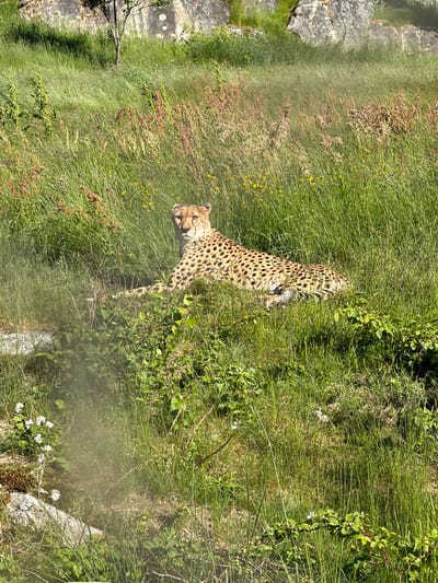 The image presents an adult cheetah (Acinonyx jubatus) resting in a naturalistic, sunlit enclosure, likely within Dyreparken (Kristiansand Zoo and Amusement Park) in Kristiansand, Norway.
The cheetah is positioned in the mid-ground, lying down with its body stretched out and largely concealed by tall, dense green grass. Its head is raised and turned slightly to the viewer's left, with its gaze directed forward, maintaining direct eye contact. The distinctive spotted coat, characterized by a tan-yellow base with numerous solid black spots, is clearly visible on its head, neck, and upper back. Dark 'tear marks' are prominent, extending from the inner corners of its eyes down its muzzle. Its ears are visible and perked.
The immediate environment consists of a dense field of tall, vibrant green grass mixed with various other herbaceous plants. Some of these plants have reddish-brown or lighter yellow stalks, adding textural variety. Small patches of bright yellow wildflowers are scattered throughout the grass, particularly in the mid-right section. In the lower left foreground, closer to the viewer, patches of moss, small rocks, and broad-leaved plants with small white blossoms are present.
The background features a substantial, grey rock face or outcropping that appears rugged and natural. Sparse green vegetation, including grass and a slender, relatively bare tree trunk, grows in front of and on parts of the rock formation. The scene is brightly illuminated by direct sunlight, casting distinct shadows and highlighting the textures of the grass and the cheetah's fur. No people are visible.