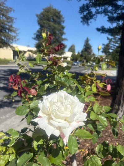 A white rose with pink accents on its petals is in full bloom in the foreground, facing towards the viewer. The rose is part of a rose bush with lush green leaves and some dark red, partially withered leaves and buds. The background features a street with a few cars, a building, and trees under a clear blue sky. The scene is outdoors, likely in a residential or commercial area. The image was taken on an overcast day.